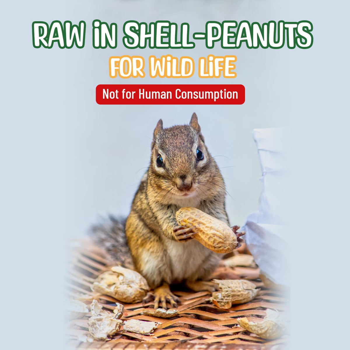 Raw Peanuts in Shell 10 Pounds W29720