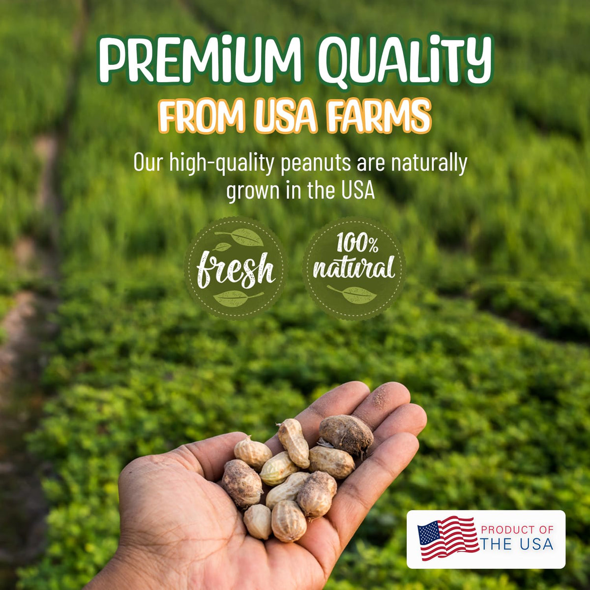 Raw Peanuts in Shell 10 Pounds W29720
