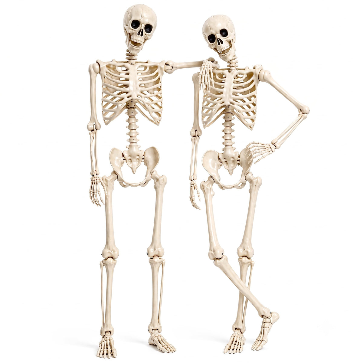 2 Pack 5.4ft Life Size Skeleton with Movable Joints F919